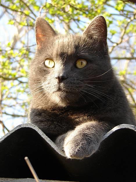 Huskat findus billede 17