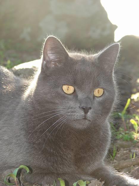 Huskat findus billede 18