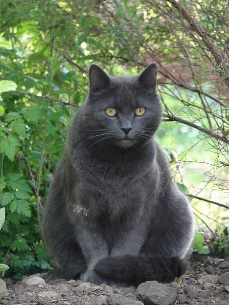 Huskat findus billede 19