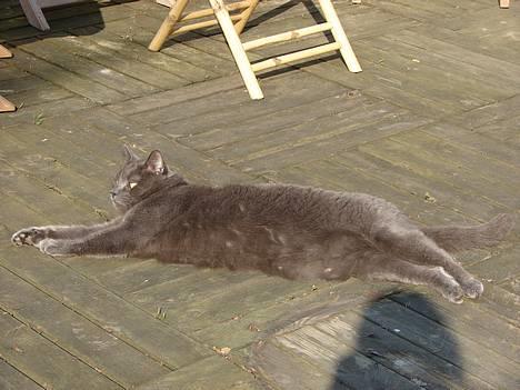 Huskat findus billede 20