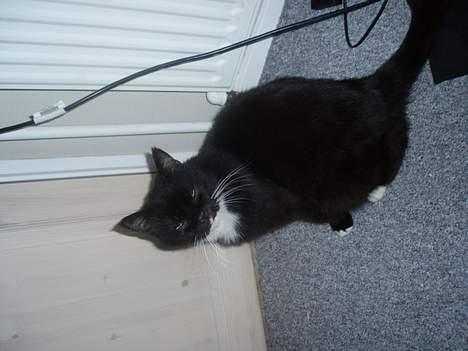 Blanding af racer Max(Død) billede 14