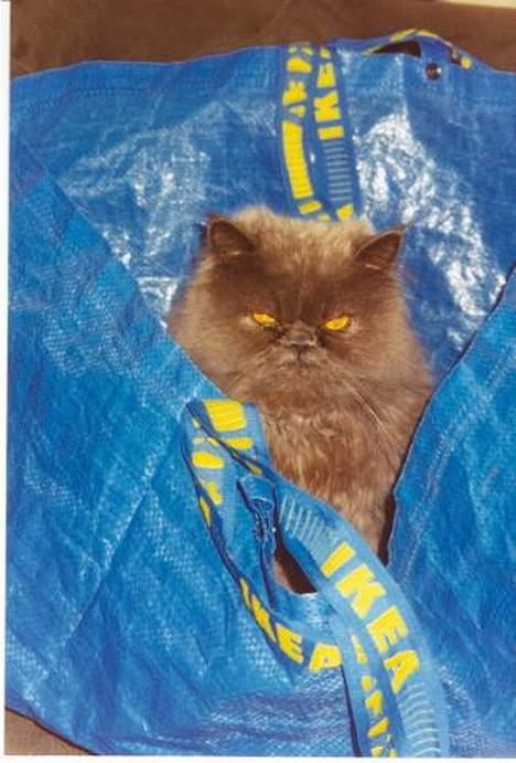 Perser Humphrey - ahh min ynglings pose billede 15