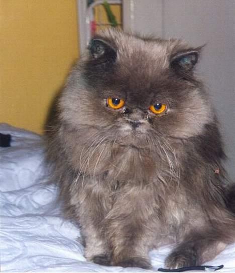 Perser Humphrey - FOTOMODEL....ja det er mig billede 16