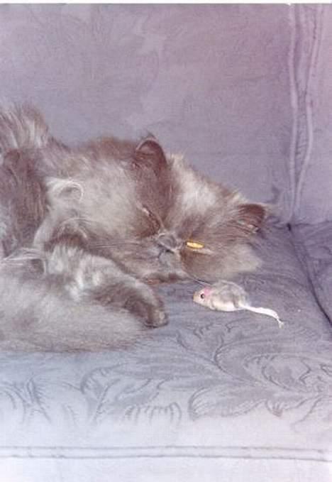 Perser Humphrey - Zzzzz igen..... billede 17