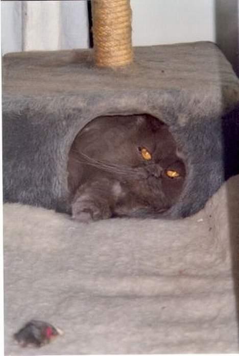 Perser Humphrey - okey jeg er husets putte trold nr.1..... billede 18