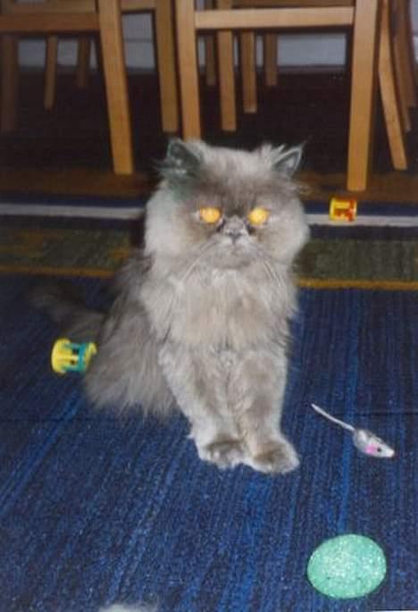 Perser Humphrey - Det er det Yngste billede mor har af mig. Er lige blevet hentet fra internatet, 1, 1/2 år gammel. billede 19