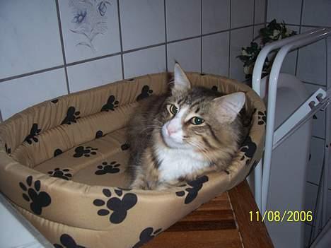 Norsk Skovkat Lillelunden's Paw *solgt* - billeder... hmm og så lige midt i en lille lur... billede 11