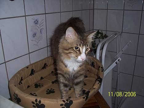 Norsk Skovkat Lillelunden's Paw *solgt* - Hmmm hvordan får jeg lige sneget mig væk fra det trælse kamera... billede 12