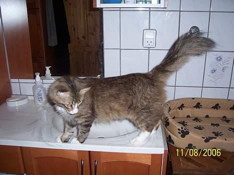 Norsk Skovkat Lillelunden's Paw *solgt* - hmm hvad skal jeg lige finde på??? billede 13