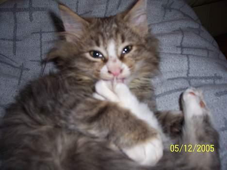 Norsk Skovkat Lillelunden's Paw *solgt* - paw igang med lidt pedicure billede 14