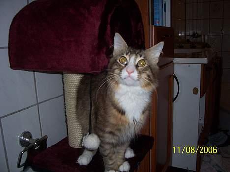 Norsk Skovkat Lillelunden's Paw *solgt* - han passer godt på sit nye kradsebræt med hule.. billede 15