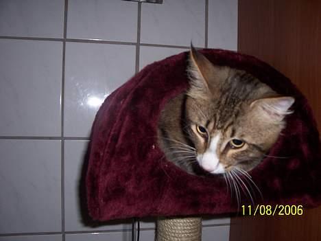 Norsk Skovkat Lillelunden's Paw *solgt* - Paw elsker sin nye hule billede 16