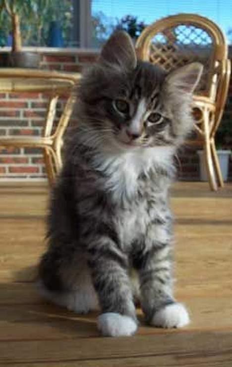 Norsk Skovkat Lillelunden's Paw *solgt* - Paw´s far som killing... billede 17