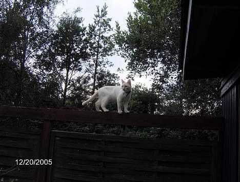 Huskat Punktum - ja,line danser er der også i mig ;) billede 5