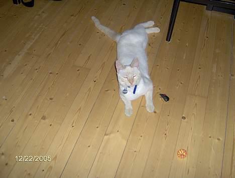 Huskat Punktum - Blitzen blænder....;) billede 6