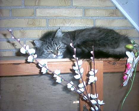 Blanding af racer willow billede 11