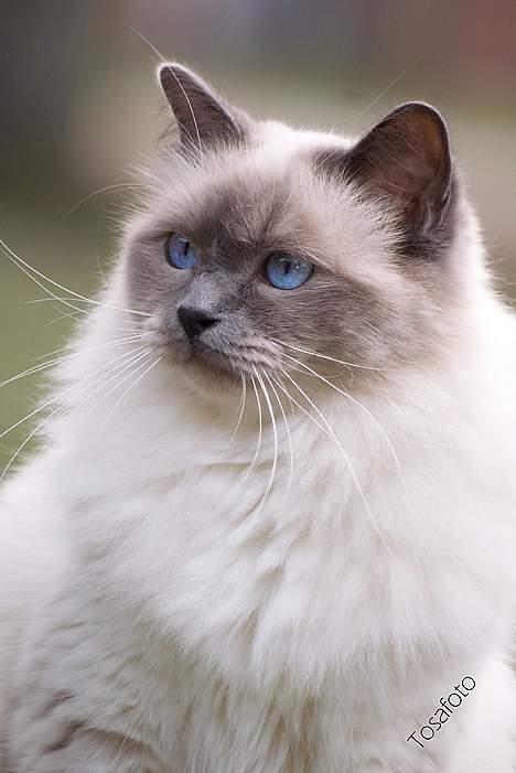 Hellig Birma Dumle von Tasi´s billede 7