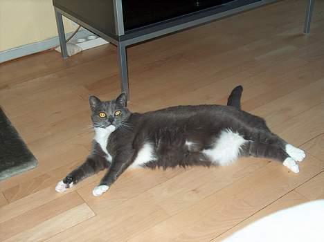 Huskat My - Jeg er lige faldet om her midt på gulvet billede 13