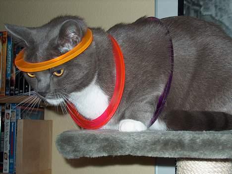 Huskat My - Jeg ved ikke hvad mor og far havde gang i her, men de siger jeg finder mig i for meget billede 14