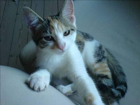 Huskat Akia - Min første dag hjemme ved mine nye forældre! (d.12/7-06) billede 1