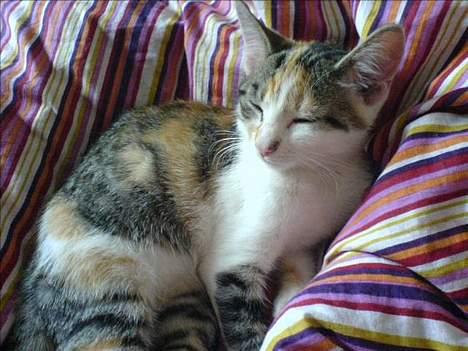 Huskat Akia - Det er så dejligt at putte på mors hovedpude... billede 2