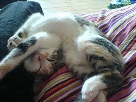 Huskat Akia - Jeg føler mig godt tilpas ved siden af mor...selvom det er den første gang jeg ser hende! billede 3