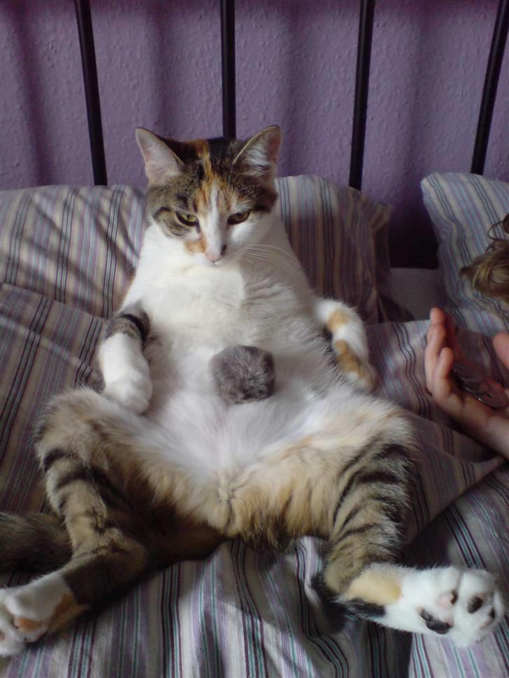 Huskat Akia - ...med legetøjet på maven... billede 4