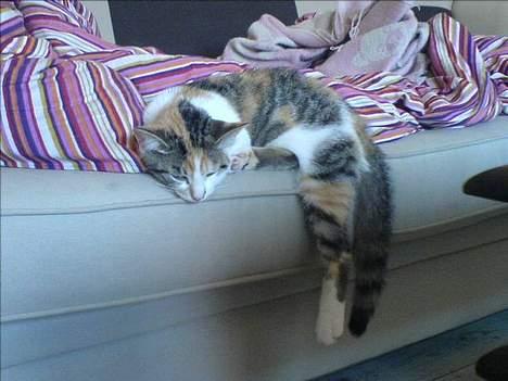 Huskat Akia - uh mit ben er ved at falde ned :-) billede 5