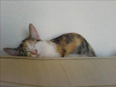 Huskat Akia - Jeg kan nok gøre mig endnu mindre :-) billede 6