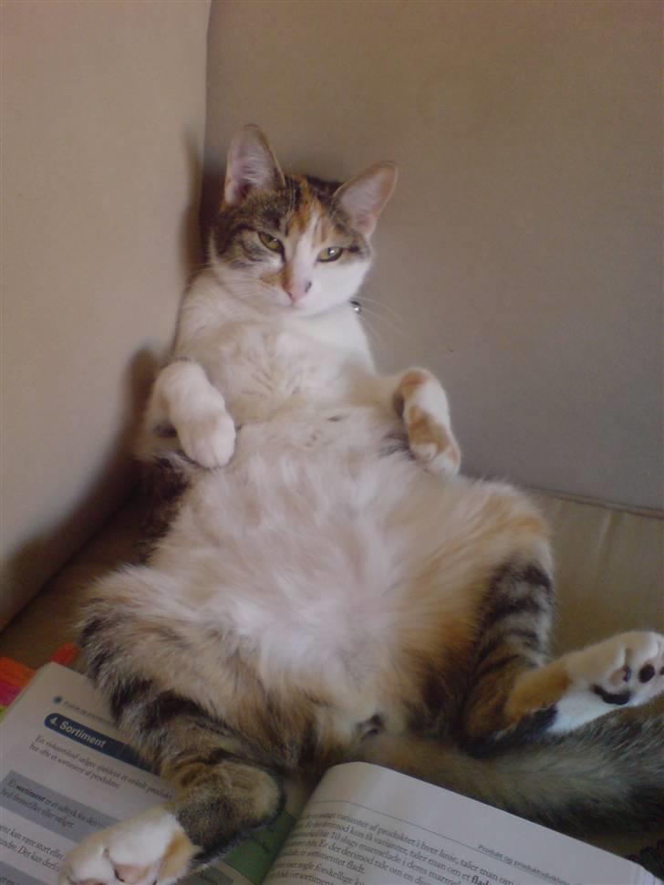 Huskat Akia - Chiller lige... billede 7