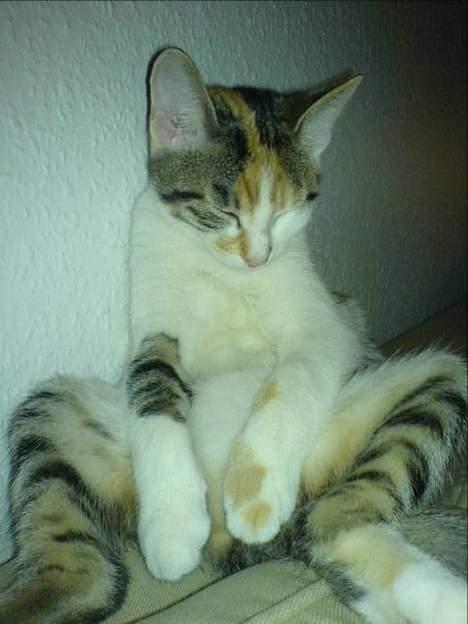 Huskat Akia - Gud hvor er jeg træt.... billede 8