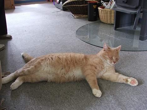 Huskat Arnold - Elastikkatten... Han kan strække sig så meget at han fylder en 3-pers. sofa billede 1