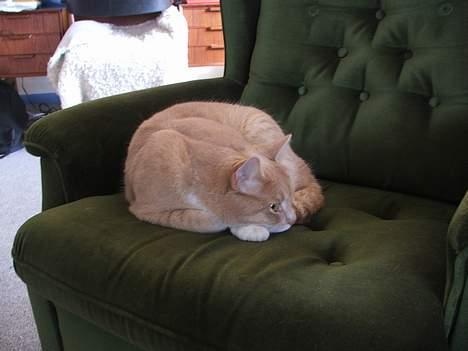 Huskat Arnold -  Arnolds lænestol. Hvis man sidder og han vil ligge der, så miaver han dig ud af den. billede 2