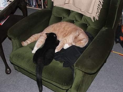 Huskat Arnold - Vores anden kat Sylvester, brugte Arnold som erstatningsmor lige da vi havde fået ham billede 3