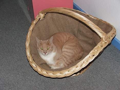 Huskat Arnold - Arnold i brændekurven. billede 4