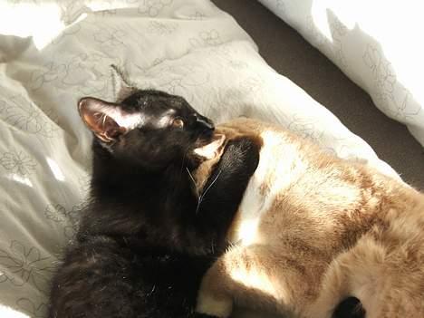 Huskat Arnold - Lidt leg..... billede 5