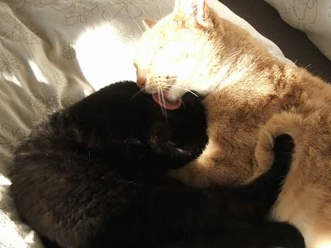 Huskat Arnold - Og lidt broderkærlighed billede 6