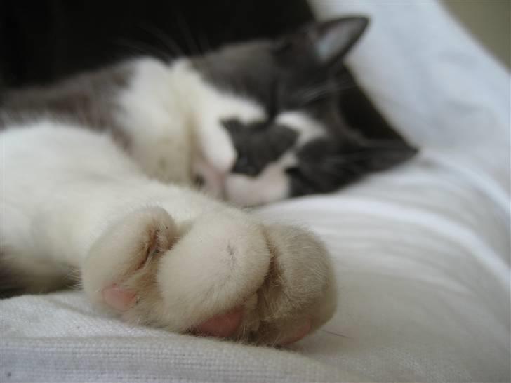 Huskat Simba - Pote?  :D billede 10