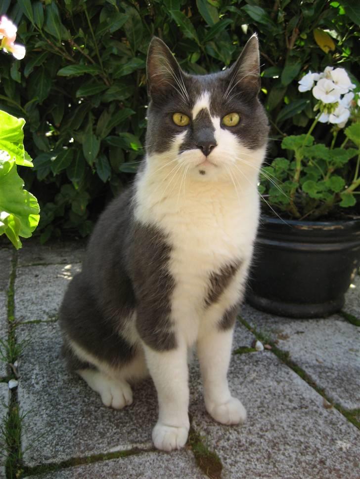 Huskat Simba - <333 billede 11