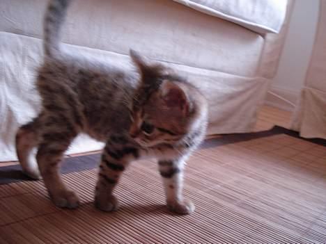 Blanding af racer LONDON - lister billede 11