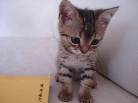 Blanding af racer LONDON - sød ikk billede 12