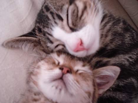 Blanding af racer LONDON - sover med bror  billede 13