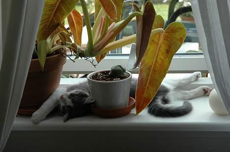 Huskat Fut billede 9