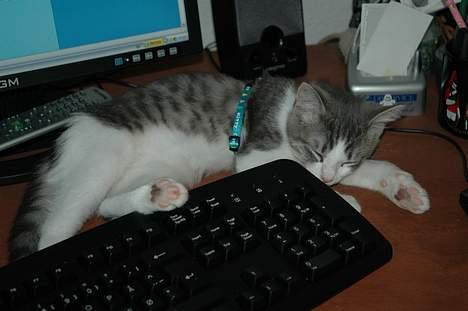 Huskat Fut billede 10