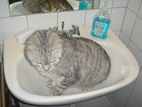 Blanding af racer Idefix - Hvor hyggeligt... billede 10