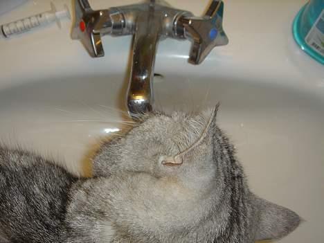 Blanding af racer Idefix - Får lige en tår frisk koldt vand... billede 11