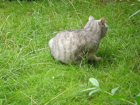 Blanding af racer Idefix - Er ikke lige helt tryg ved situationen... billede 12