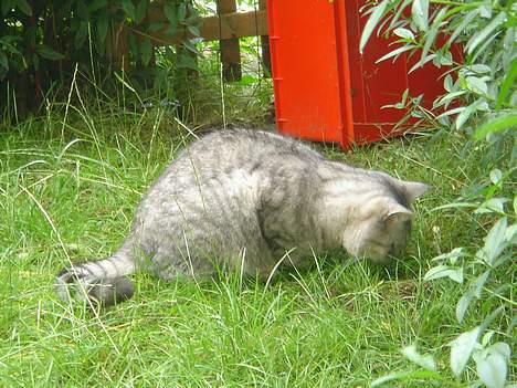 Blanding af racer Idefix - Hvad er det, det er vist noget spændene noget...( en lille frø) billede 13