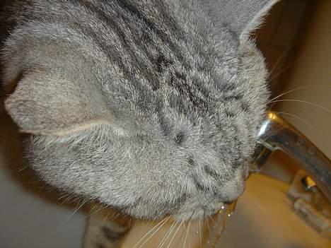 Blanding af racer Idefix - Dejligt forfriskende... billede 14