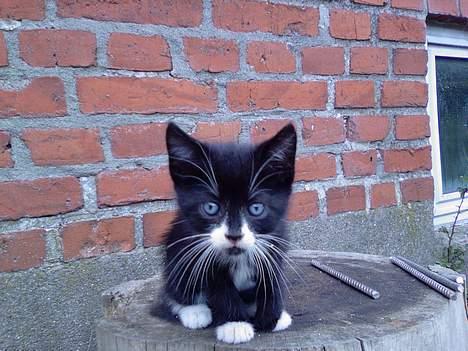 Blanding af racer Snuske billede 1